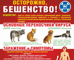 Бешенство животных. Меры недопущения вируса на территорию  Куйтунского района Иркутской области. 